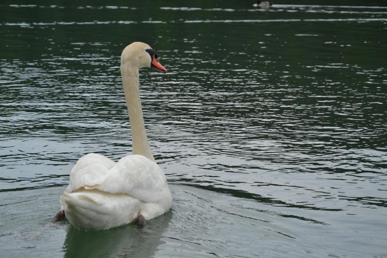 Bed and Breakfast Gostisce Jezero Medvode Zewnętrze zdjęcie
